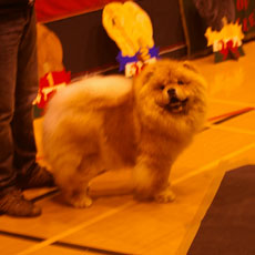 The Chow Chow Club of Wales