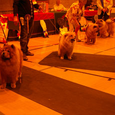 The Chow Chow Club of Wales