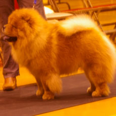 The Chow Chow Club of Wales