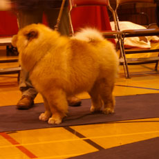 The Chow Chow Club of Wales