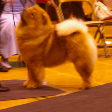 The Chow Chow Club of Wales