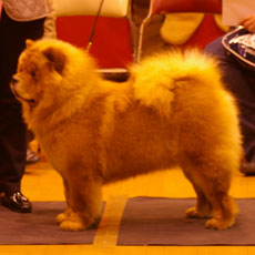 The Chow Chow Club of Wales