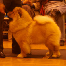 The Chow Chow Club of Wales