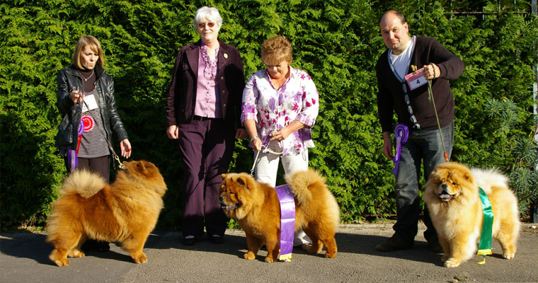 The Chow Chow Club of Wales