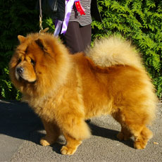 The Chow Chow Club of Wales