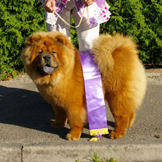 The Chow Chow Club of Wales