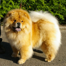 The Chow Chow Club of Wales