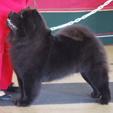 The Chow Chow Club of Wales