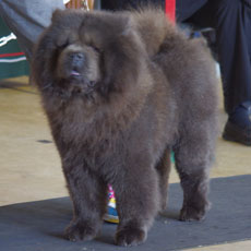 The Chow Chow Club of Wales