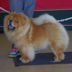 The Chow Chow Club of Wales