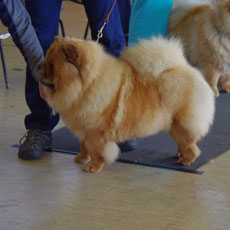 The Chow Chow Club of Wales