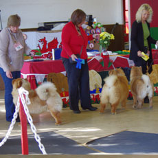 The Chow Chow Club of Wales