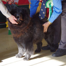 The Chow Chow Club of Wales