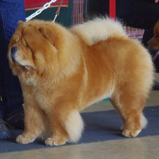 The Chow Chow Club of Wales