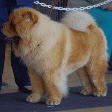 The Chow Chow Club of Wales