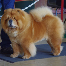 The Chow Chow Club of Wales