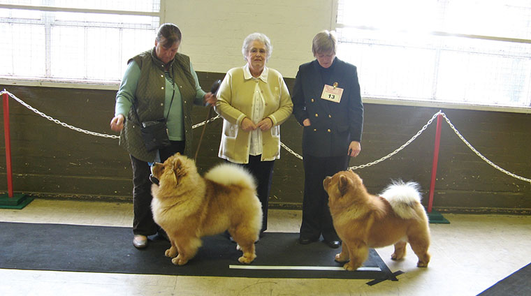 The Chow Chow Club of Wales