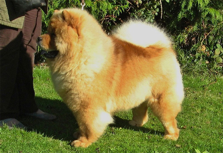 The Chow Chow Club of Wales