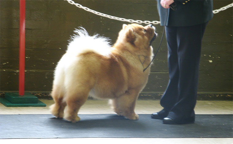 The Chow Chow Club of Wales