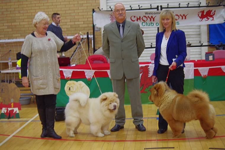 The Chow Chow Club of Wales