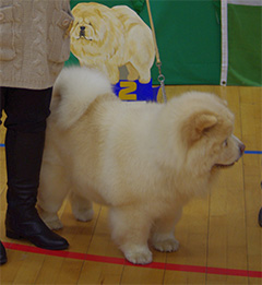 The Chow Chow Club of Wales