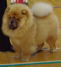 The Chow Chow Club of Wales