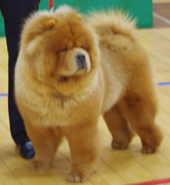 The Chow Chow Club of Wales