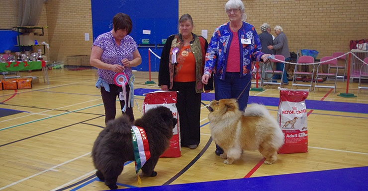 The Chow Chow Club of Wales