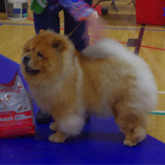 The Chow Chow Club of Wales