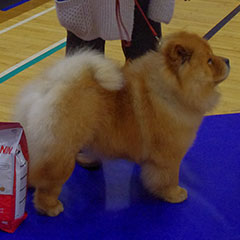 The Chow Chow Club of Wales