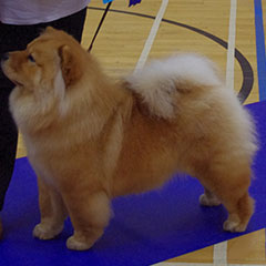 The Chow Chow Club of Wales