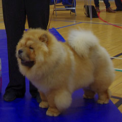 The Chow Chow Club of Wales