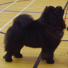 The Chow Chow Club of Wales