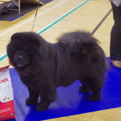 The Chow Chow Club of Wales