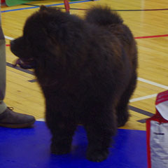 The Chow Chow Club of Wales