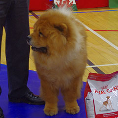 The Chow Chow Club of Wales