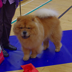 The Chow Chow Club of Wales