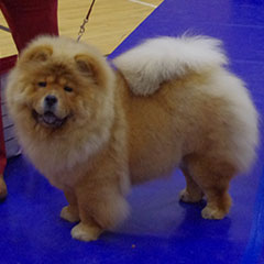 The Chow Chow Club of Wales