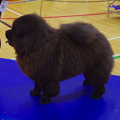 The Chow Chow Club of Wales