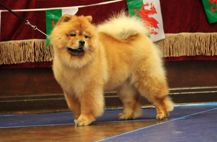 The Chow Chow Club of Wales