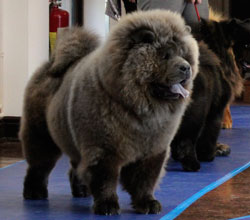 The Chow Chow Club of Wales