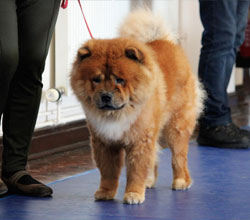 The Chow Chow Club of Wales