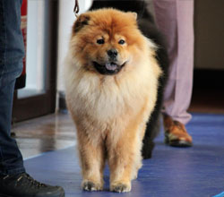 The Chow Chow Club of Wales