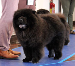 The Chow Chow Club of Wales