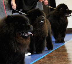 The Chow Chow Club of Wales