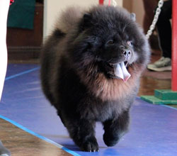 The Chow Chow Club of Wales