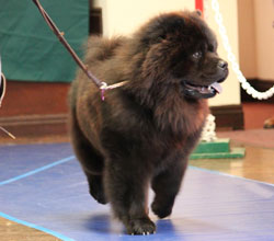 The Chow Chow Club of Wales