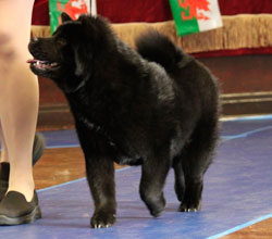 The Chow Chow Club of Wales