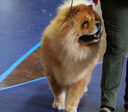 The Chow Chow Club of Wales