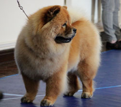 The Chow Chow Club of Wales